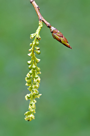 Eastern Cottonwood Bud Flower